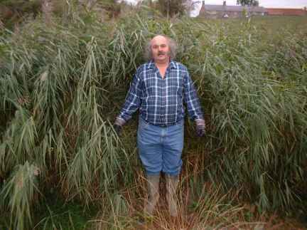 Reeds indeed