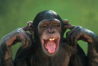 chimp not listening