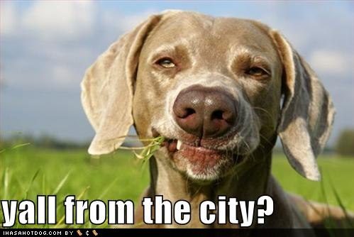 funny-dog-pictures-country-dog-asks-if-you-are-from-the-city-9346106