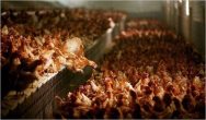 free-range1-7685509