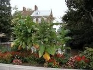 Tobacco Plants