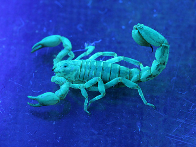 fluorescent-scorpion