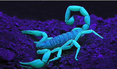 scorpion glowing under UV light.jpg