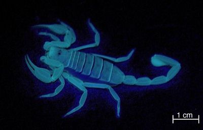 scorpion-glowing
