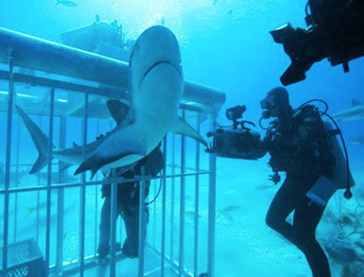 Shark Week - hit in 72 countries