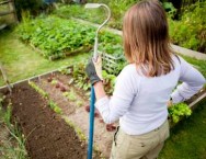 woman in vegetable garden,self-sufficiency,food-growing
