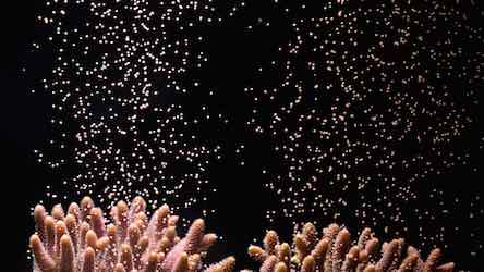 Coral eggs meet sperm deep under water