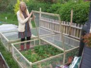 Woman growing strawberries in a covered net box