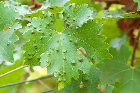 A leaf studded with protuberances