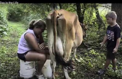Mum milks a cow while boy watches